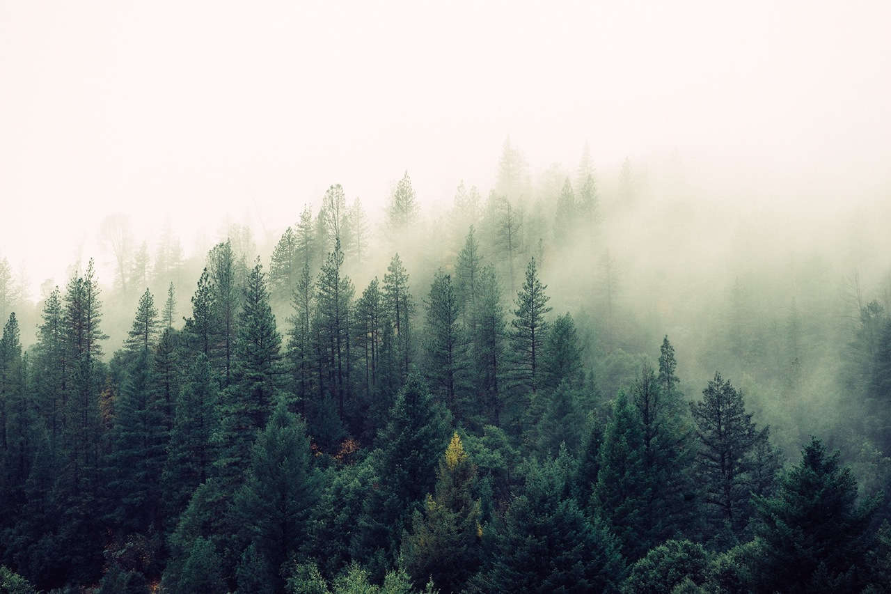 nature forest trees fog opt - Prince Edward Island